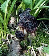 Gyromitra esculenta (6187689062).jpg