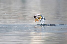 Un grand cormoran avalant un poisson dans le lac Taudaha au Népal.