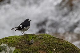 Csutkafarkú rigó (Enicurus scouleri)