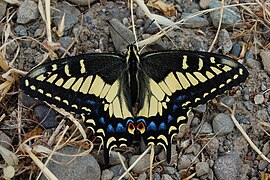 Papilio zelicaon-Female-1.jpg