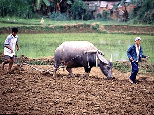 Bufflonne tirant une araire, culture du riz paddy (Vietnam, 2005).