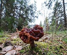 Stenmurkla-01218-B2.jpg