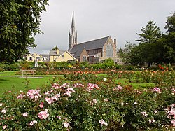 Roses in Tralee's town park