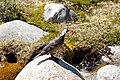 Male Chilean torrent duck near Fitz Roy, Argentina