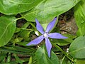 A display of the flower of var. oxyloba