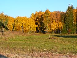 Forest in Nizhneingashsky District