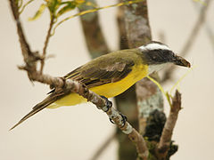 Pecho amarillo (Myiozetetes similis)