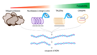 MEGANUCLEASE-ZFN-TALEN-CRISPR-short-text-to-path-fr.svg