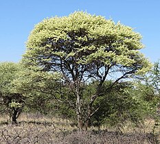 The southern subspecies heteracantha, here seen in flower, is smaller and often without a spreading crown.