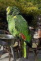 Amazona barbadensis (cat.)