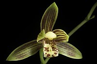 Cymbidium haematodes