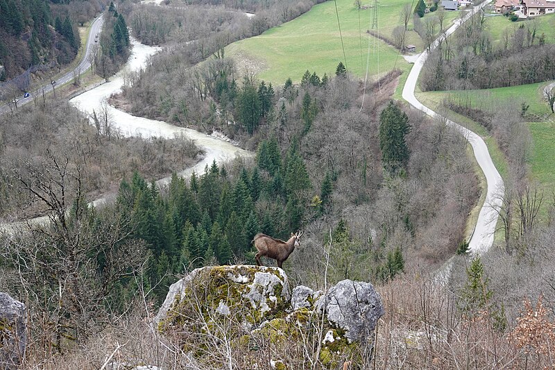 File:Chamois @ Thônes (50321317156).jpg