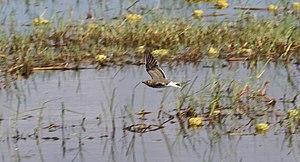 Glareola pratincola