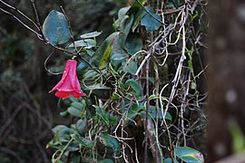 Copihue en la Reserva Nacional Los Queules.jpg