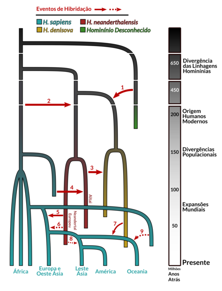 File:Filogenia Homo Hibridação.png