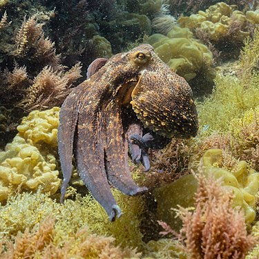 Common octopus (Octopus vulgaris), Arrábida Natural Park, Portugal.