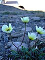 Papaver radicatum