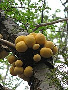 « Pan de Indio » (Cyttaria hariotii)