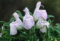 Salvia caespitosa