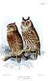 Otus magicus morotensis, Otus magicus bouruensis