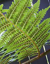 Dicksonia antarctica frond with spore-producing structures