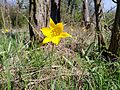 Tulipa sylvestris, il tulipano selvatico o tulipano dei campi, è diffuso in tutta Italia isole maggiori comprese