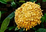 Thumbnail for File:West Indian Jasmine -- Ixora (yellow).jpg