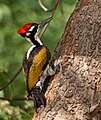 White-naped woodpecker Chrysocolaptes festivus