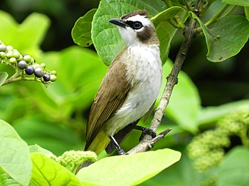 Yellow-Vented Bulbul