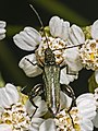 Mascle d'Oedemera flavipes, sempre d'un verd molt més bronzejat que Oedemera nobilis, i amb la qual es pot confondre