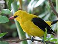 Golden oriole.