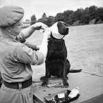 1944年7月、バイユーにて治療を受けるイギリス軍の地雷探知犬（1944年）