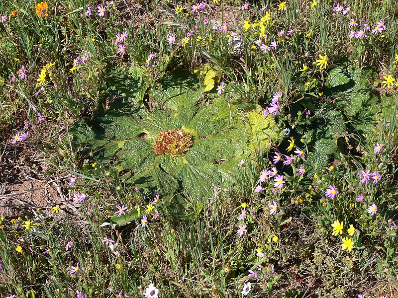 File:Arctopus echinatus P1030649.JPG