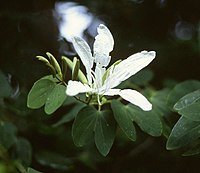 Bauhinia forficata