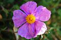 Cistus creticus