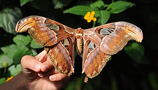 Attacus atlas (Atlas Moth)