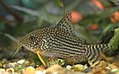 Corydoras sterbai