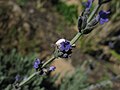 Thomisus, sobre uma flor de Lavandula.