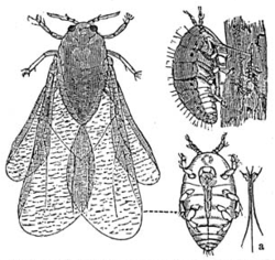 Vin Phylloxera, Daktulosphaira vitifoliae