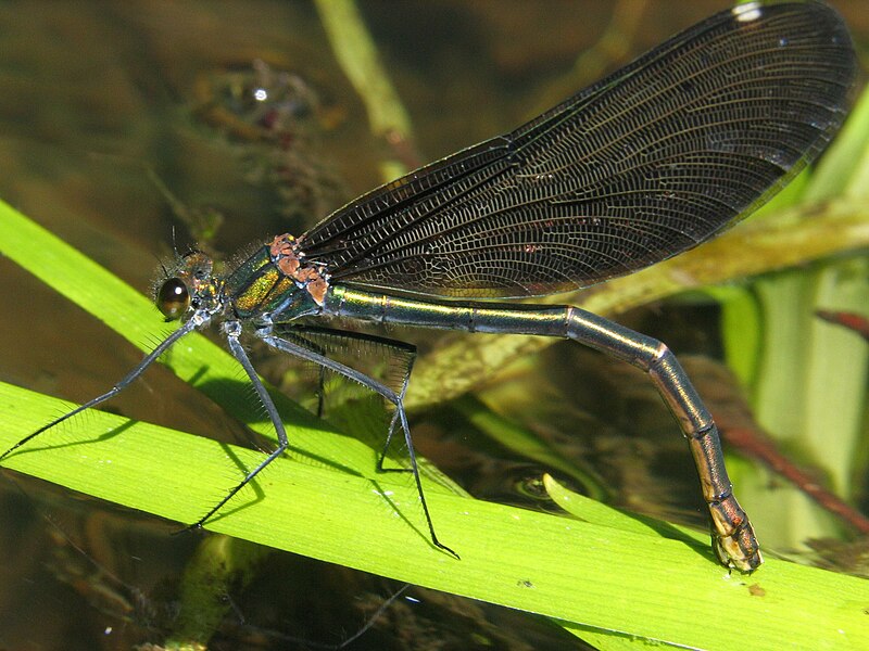 File:Eiablage von Calopteryx virgo 3812.JPG