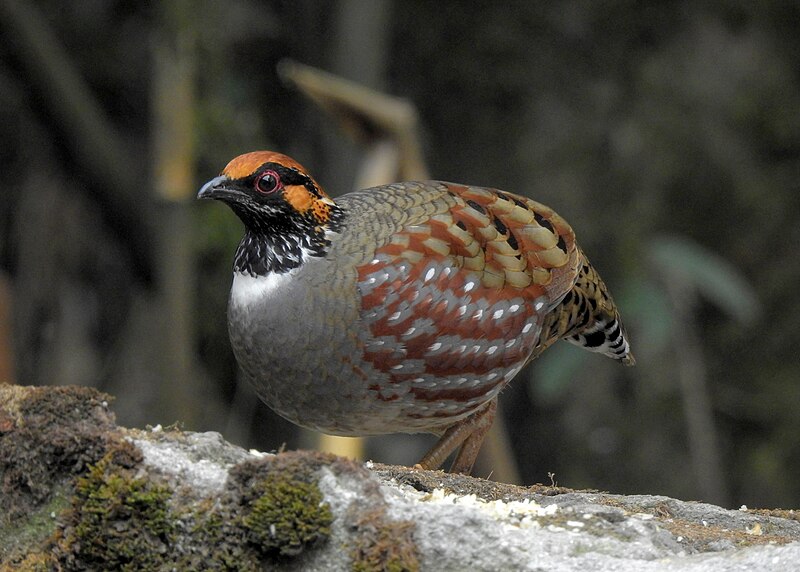 File:Hill partridge 05.jpg