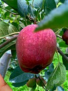 Italy_Jeromine_Apple_Variety_in_Kulgam