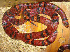 Description de l'image Lampropeltis triangulum hondurensis, a Hondurian Milksnake.jpg.