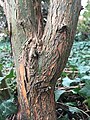 Main trunk (girth 11 cm) of mature shrubby specimen, Royal Botanic Garden Edinburgh.