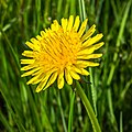 4638 Høyanger løvetann [7] Taraxacum officinale