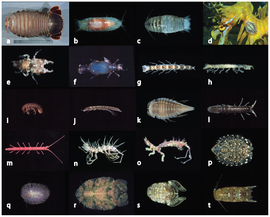 Verschillige soortn mariene isopoda