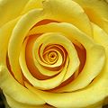 Yellow roses