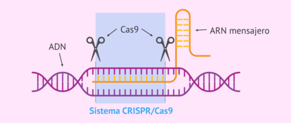 Sistema CRISPR-Cas9.png