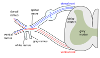 Bílá hmota označena jako white matter.