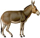 Equus africanus somaliensis